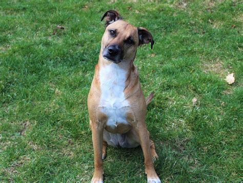 pictures of cur dogs|american cur dog breed.